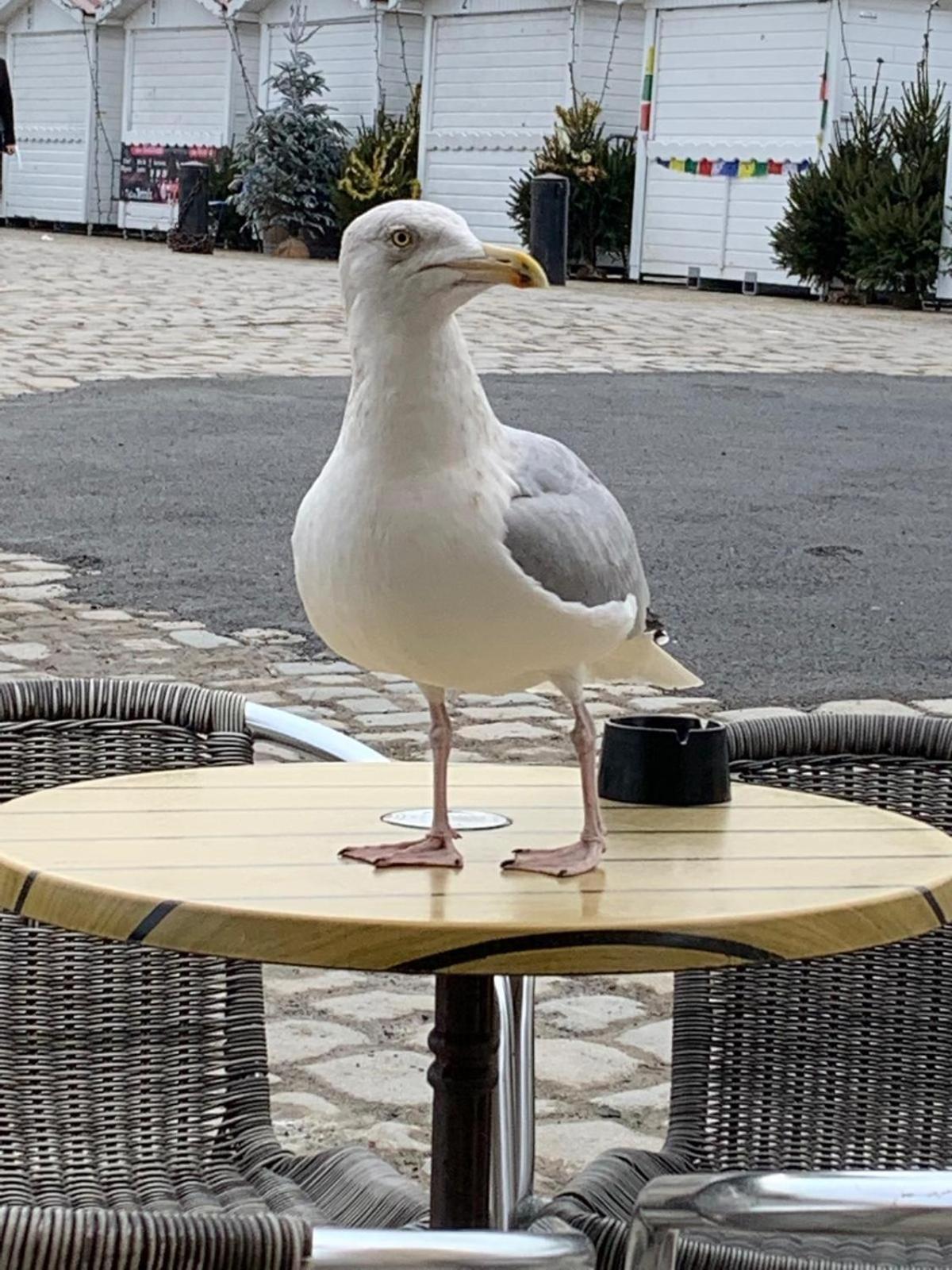 Maison De Vacances Entiere A 10 Mn De La Rochelle Dompierre-sur-Mer Zewnętrze zdjęcie